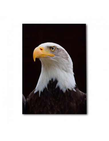 Cuadro Aguila de Mirada Firme en canvas Lienzografia de OSGESTUDIO
