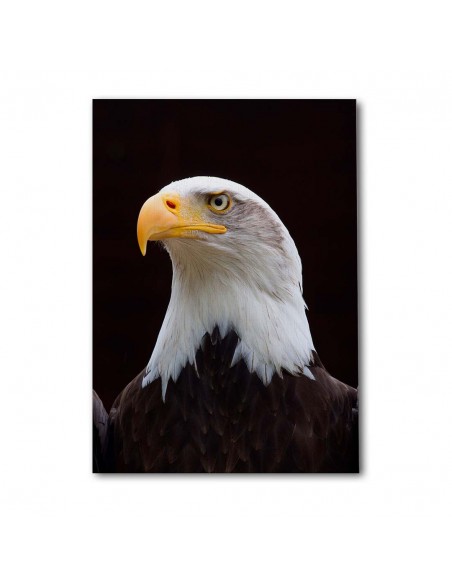 Cuadro Aguila de Mirada Firme en canvas Lienzografia de OSGESTUDIO