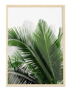 Cuadro Transparente Moderno "Palm Leaf III" - OSGESTUDIO - Decoración 2