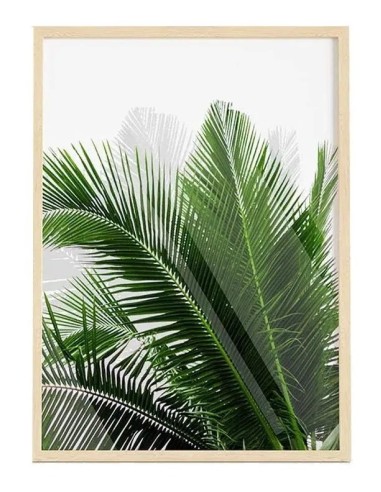 Cuadro Transparente Moderno "Palm Leaf III" - OSGESTUDIO - Decoración