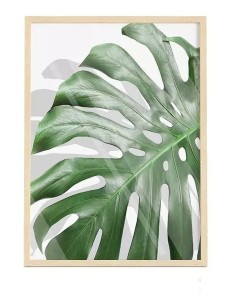 Cuadro Transparente Moderno " Monstera Leaf" - OSGESTUDIO - Decoración 2