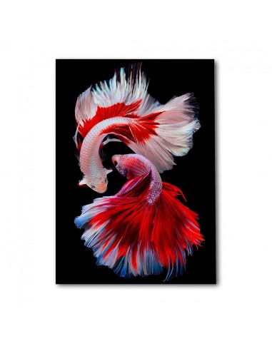 Betta Elegance – Cuadro Decorativo en Lienzo Canvas